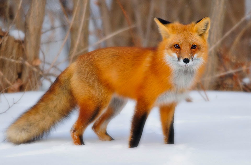 Red Fox Urine Cover Scent